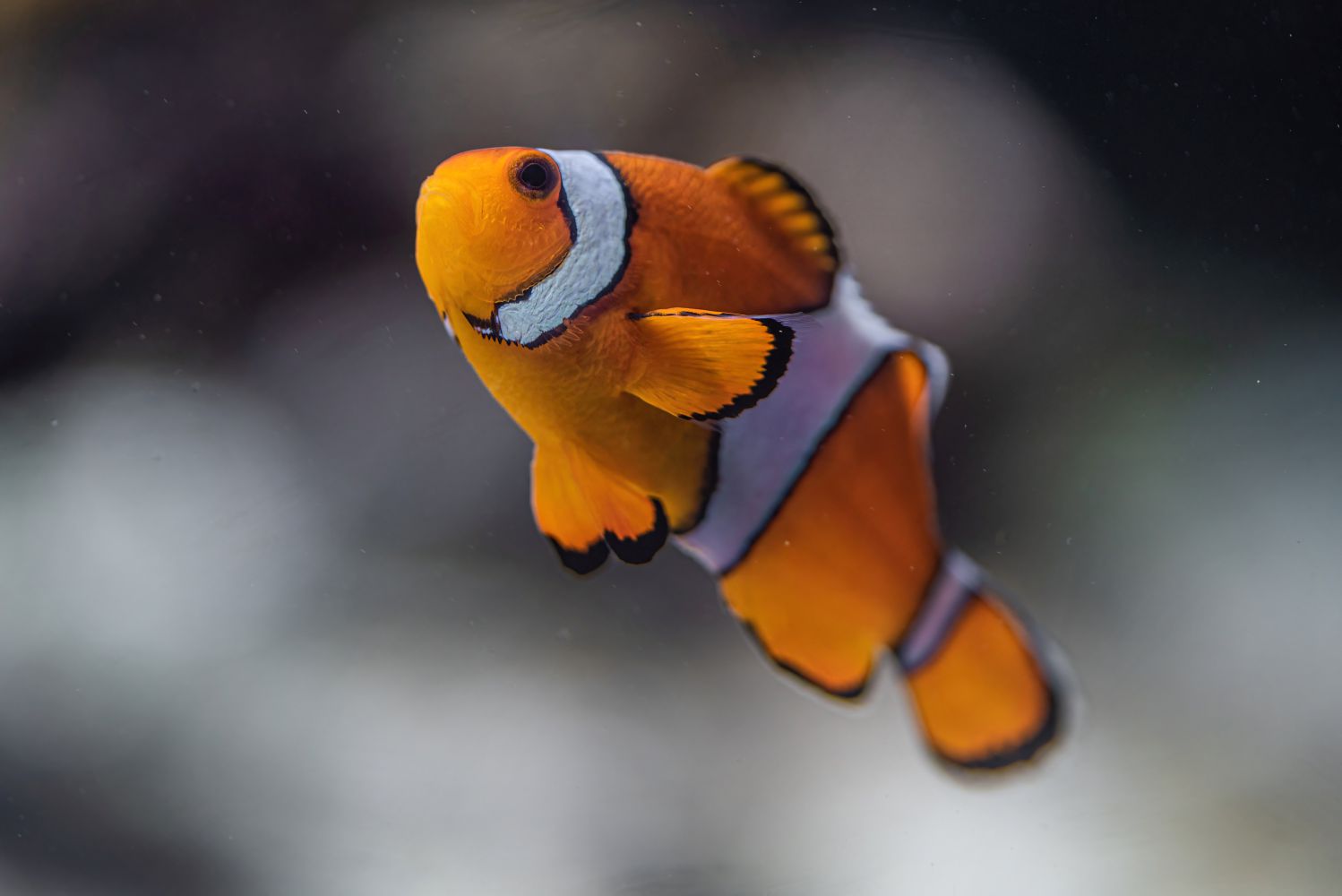Geschlechtertausch im Korallenriff: Bei Clownfisch
