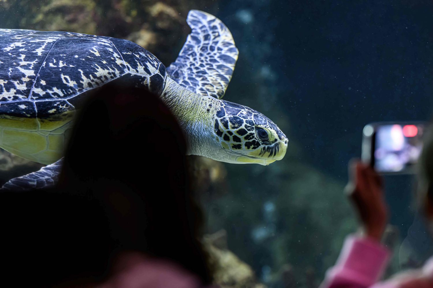 Weltschildkrötentag im Haus des Meeres