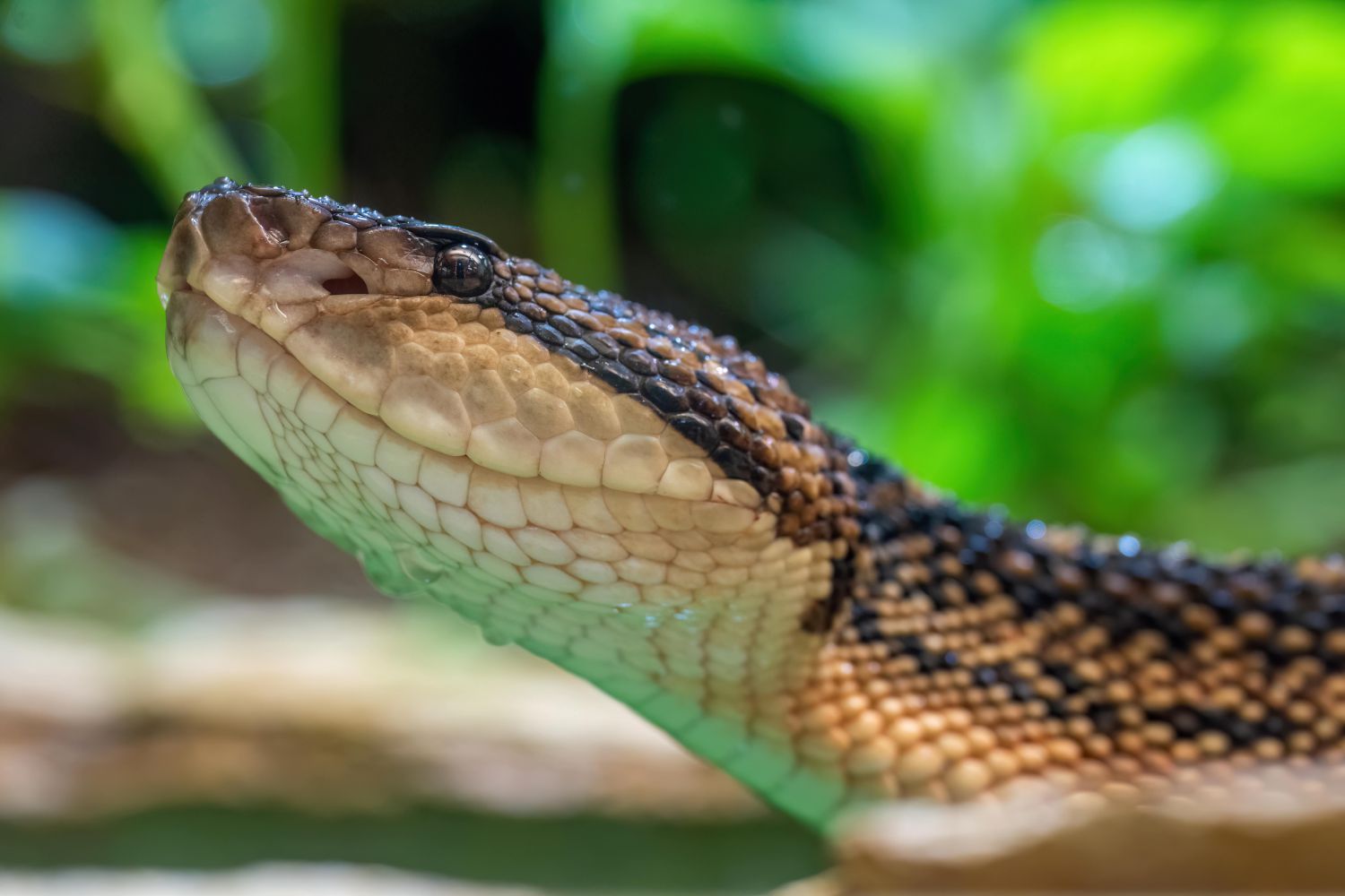 Mit knapp 4,7kg Körpergewicht, ist der Buschmeist