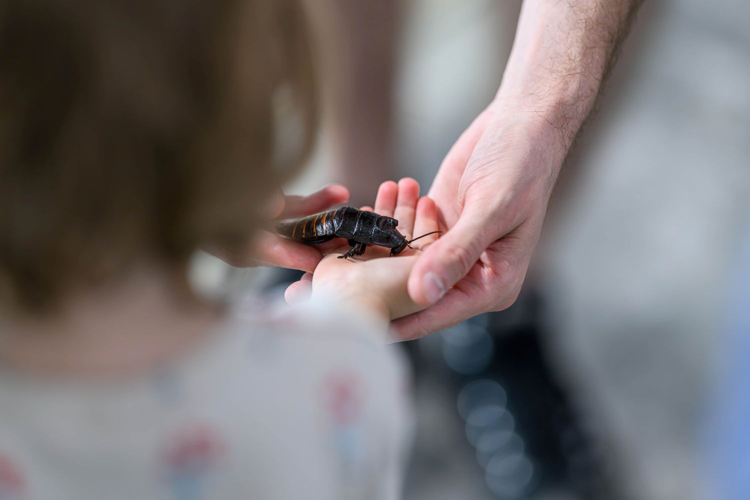 Teamwork: Die Guides bringen die Insekten, die Kin