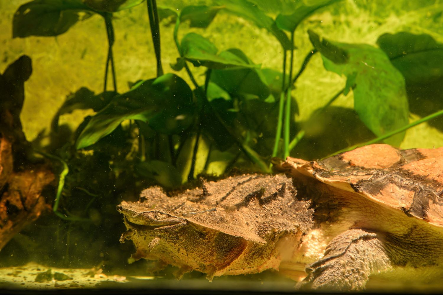 Die Fransenschildkröte verschmilzt nahezu mit ihr