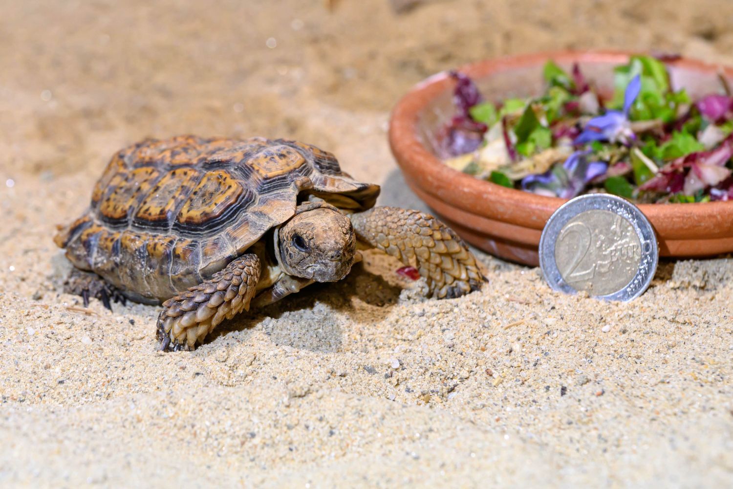 Die kleinste Landschildkröte der Welt!