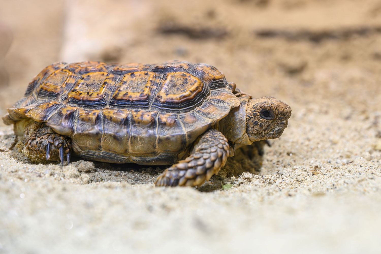 Wie der Großteil der heute lebenden Schildkröten