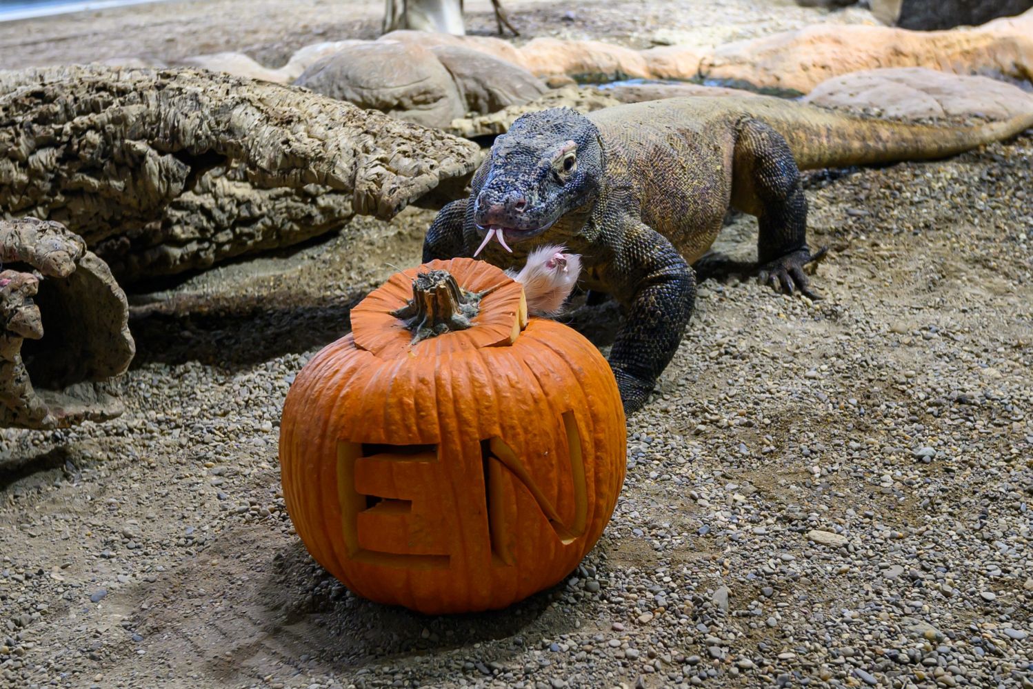 Die Komodowaran-Anlage ist mit einem Kürbis verzi