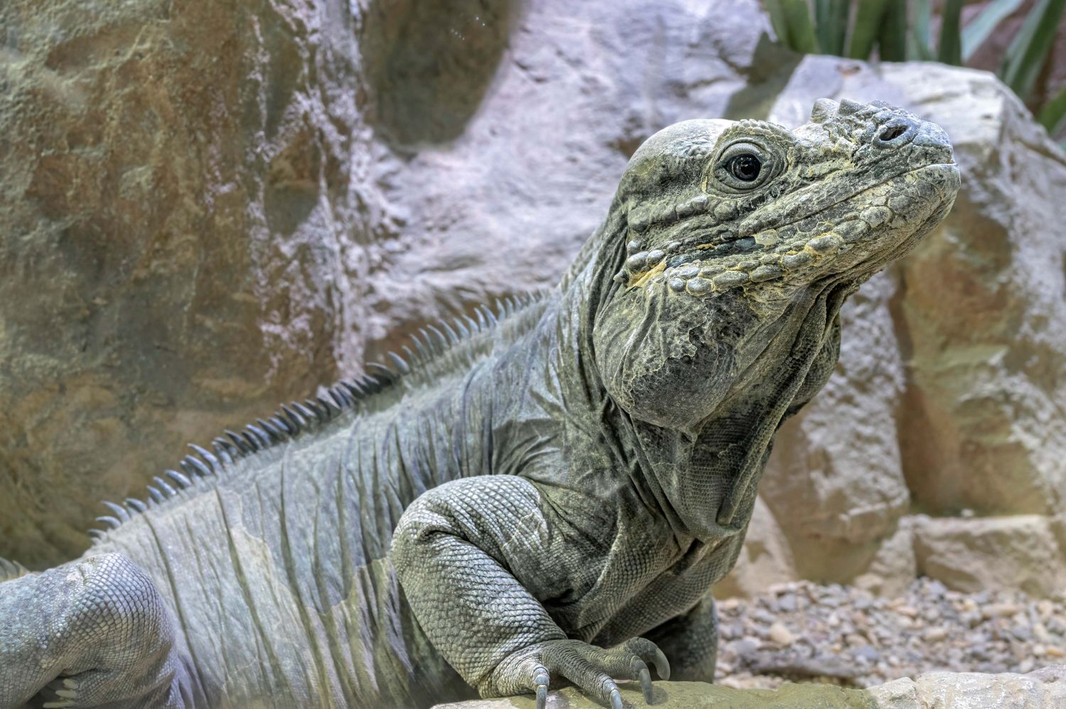 Während der Nashornleguan heute einen festen Plat