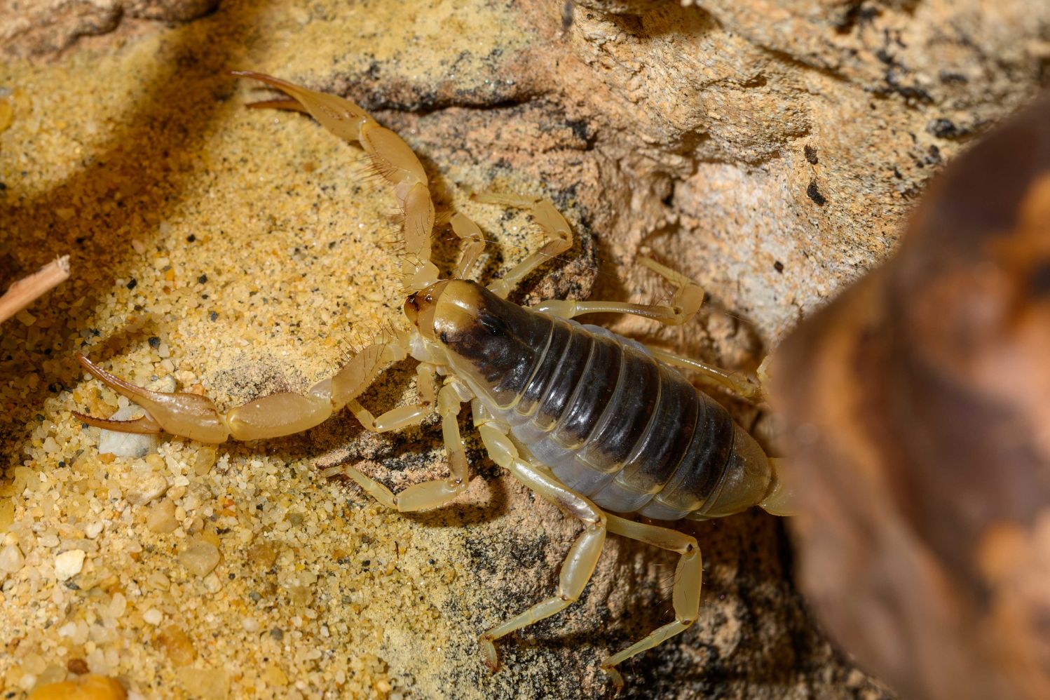 In der Natur sucht der Haarige Wüstenskorpion in 
