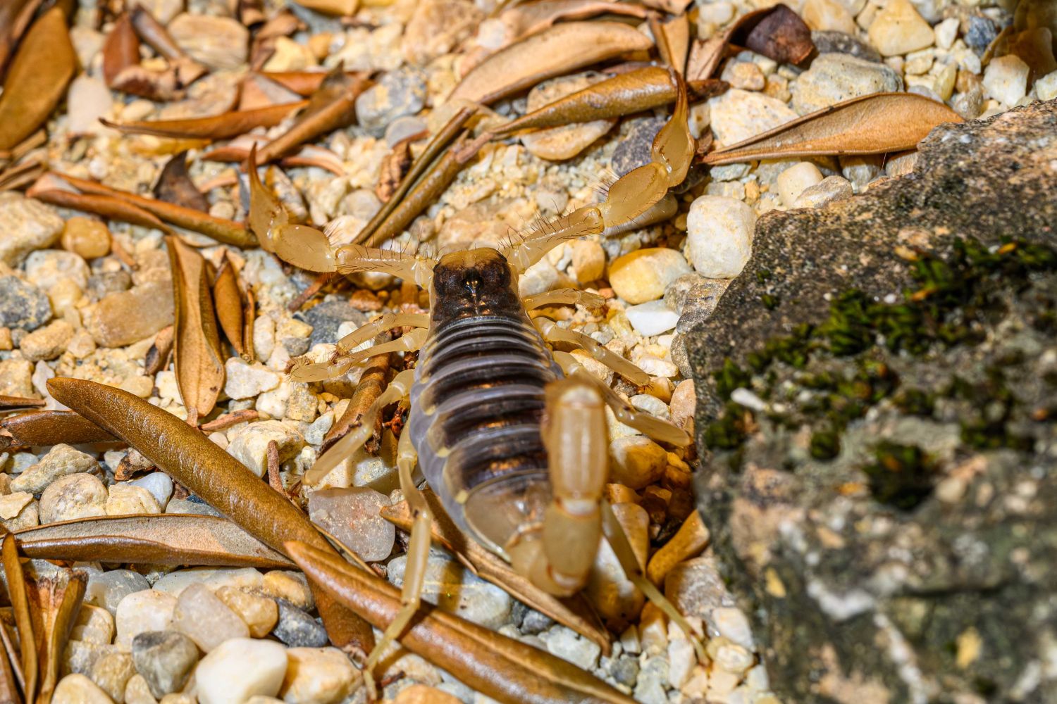 Neue Besonderheit: Ein Haariger Wüstenskorpion zieht ein!