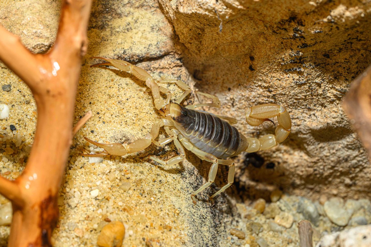 Der Haarige Wüstenskorpion setzt seinen Stachel v