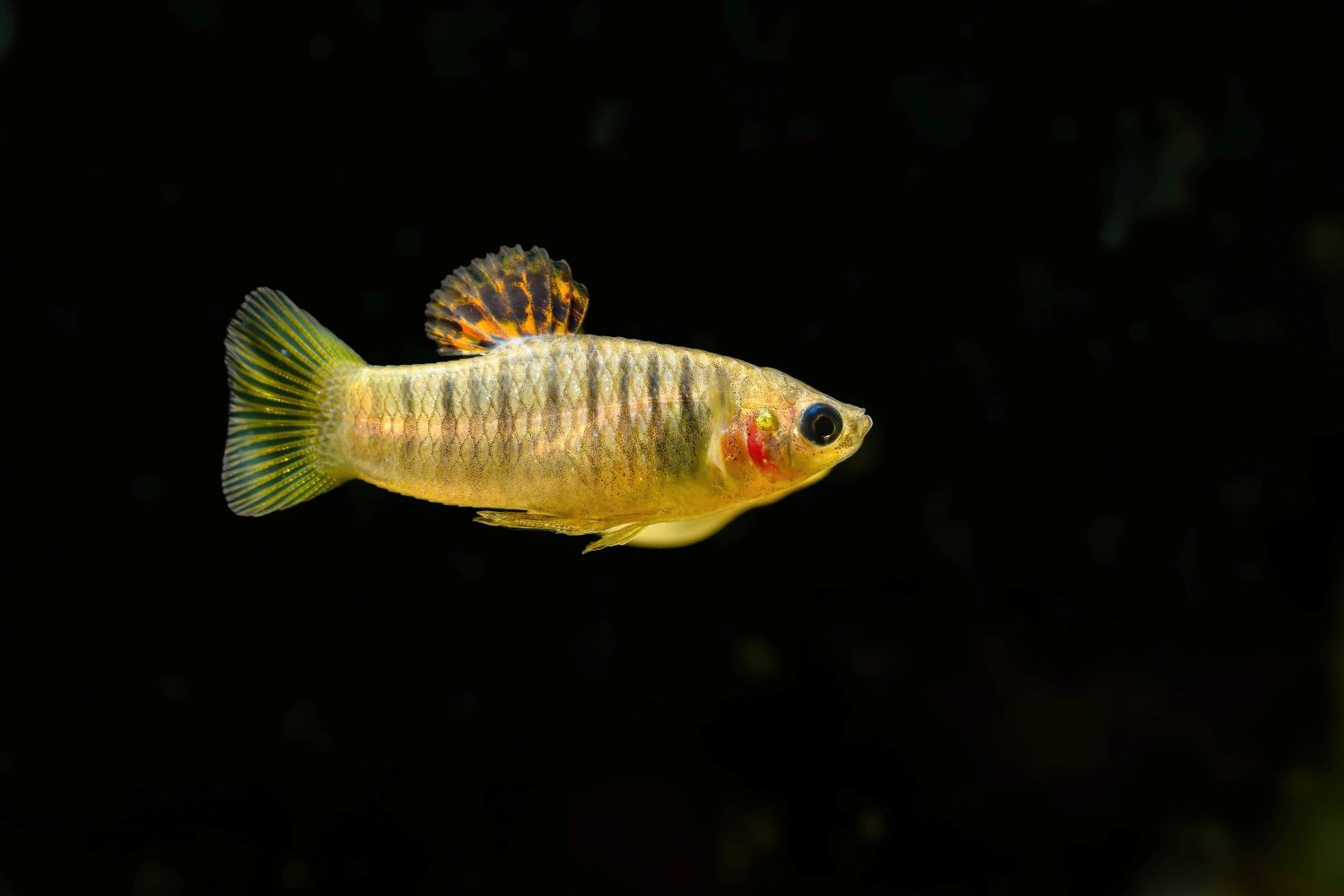 Auch den Fischen ist heiß!