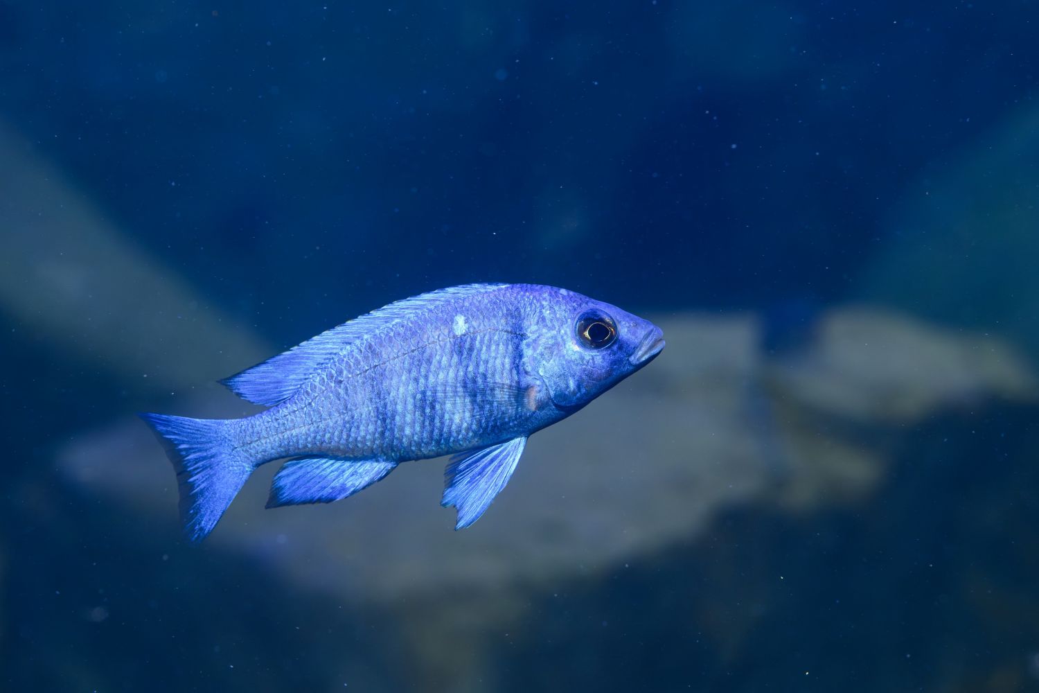 Strahlend schön: Der Weißlippen-Phenochilus trä