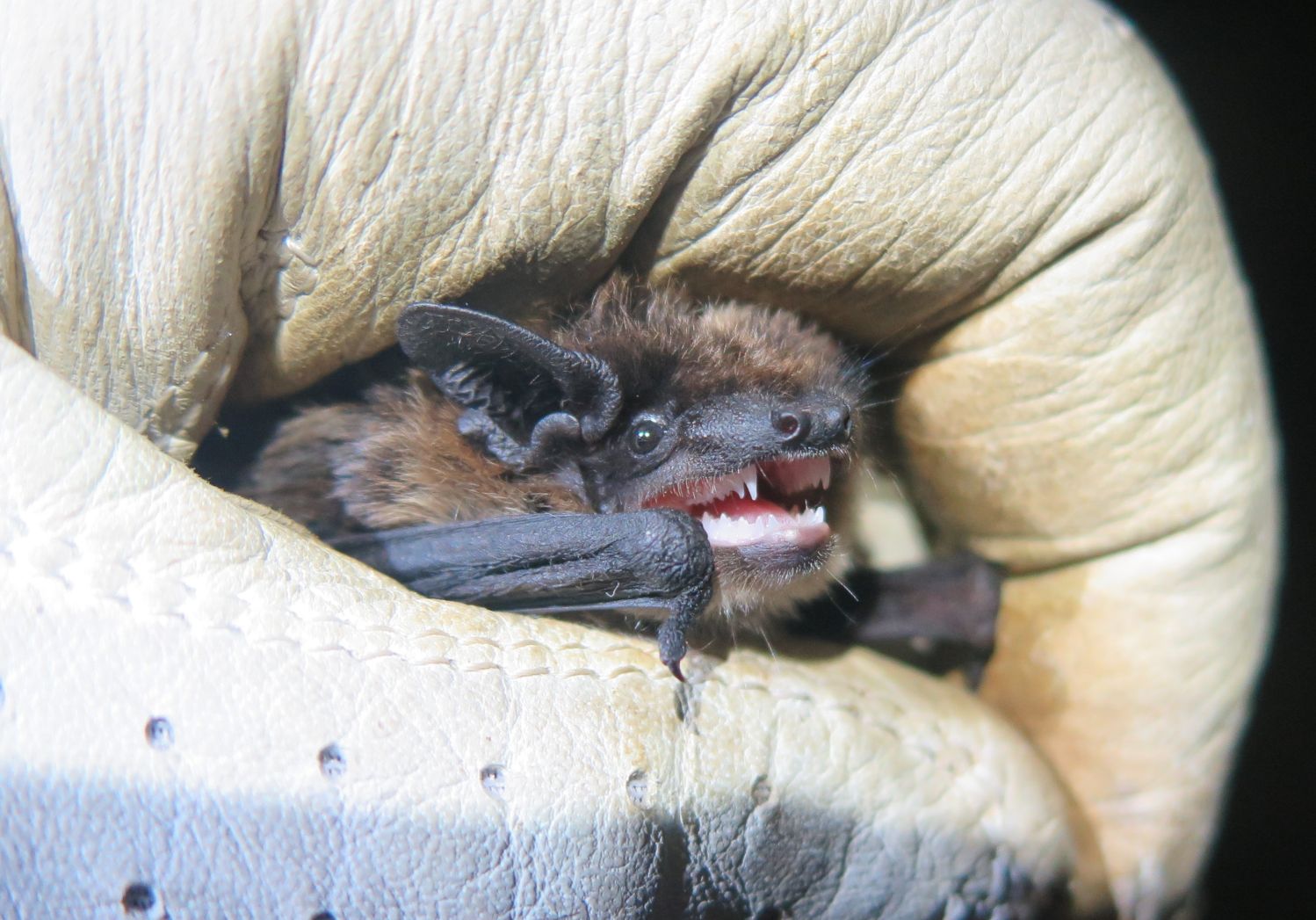 Alpenfledermaus (Hypsugo savii) ©G. Reiter