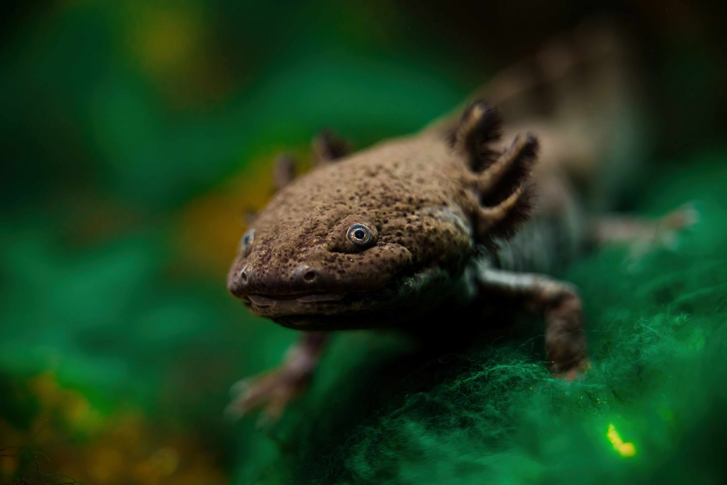 Sie behalten auch als adulte Tiere ihre Larvenform