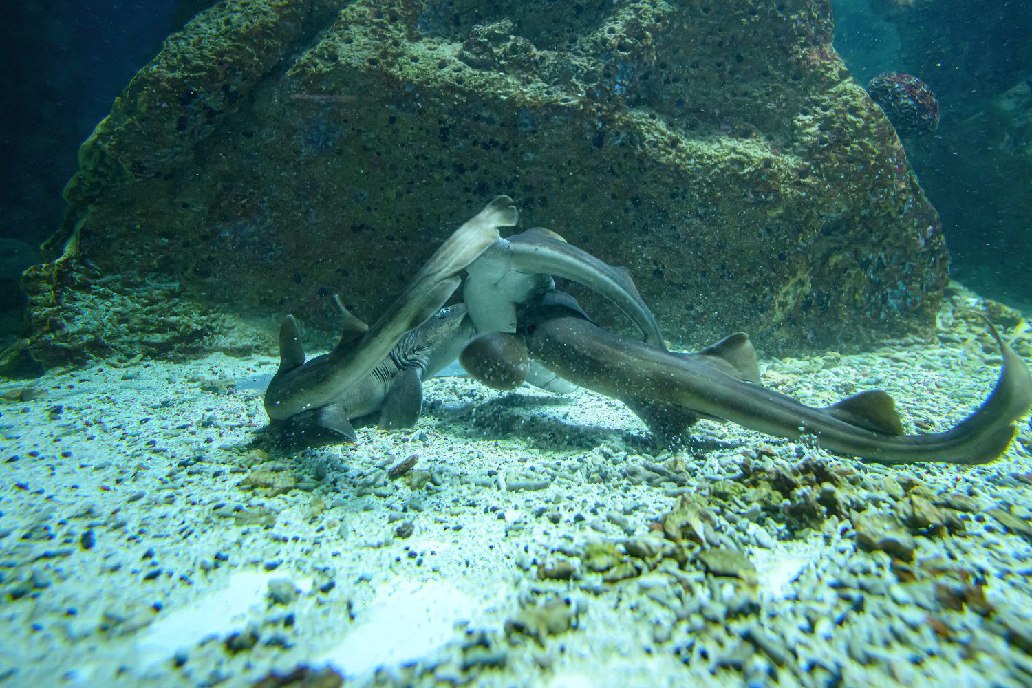 Die Bambushaie bei der Paarung, die für uns Mensc