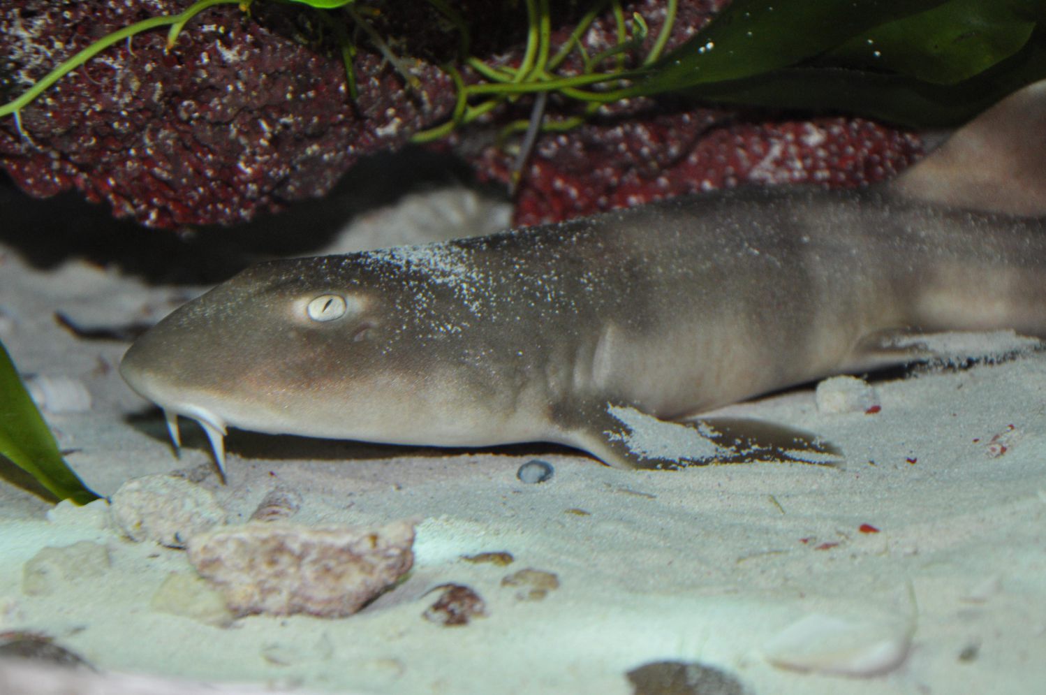 Bambushaie werden ca. 15 Jahre alt, in menschliche