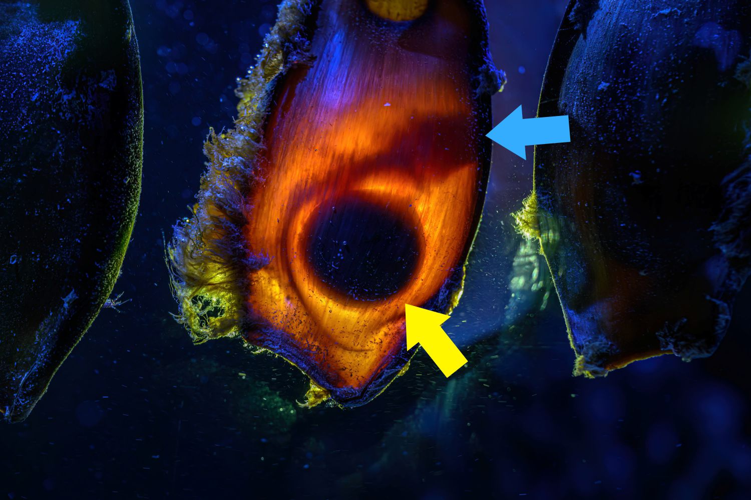 Hai-Nachzuchten im Haus des Meeres