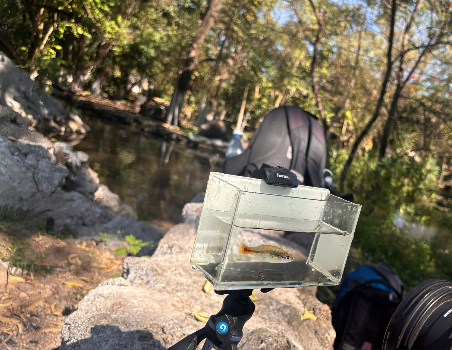 Spektakuläre Wiederentdeckung: Der Banderolenkärpfling ist zurück!