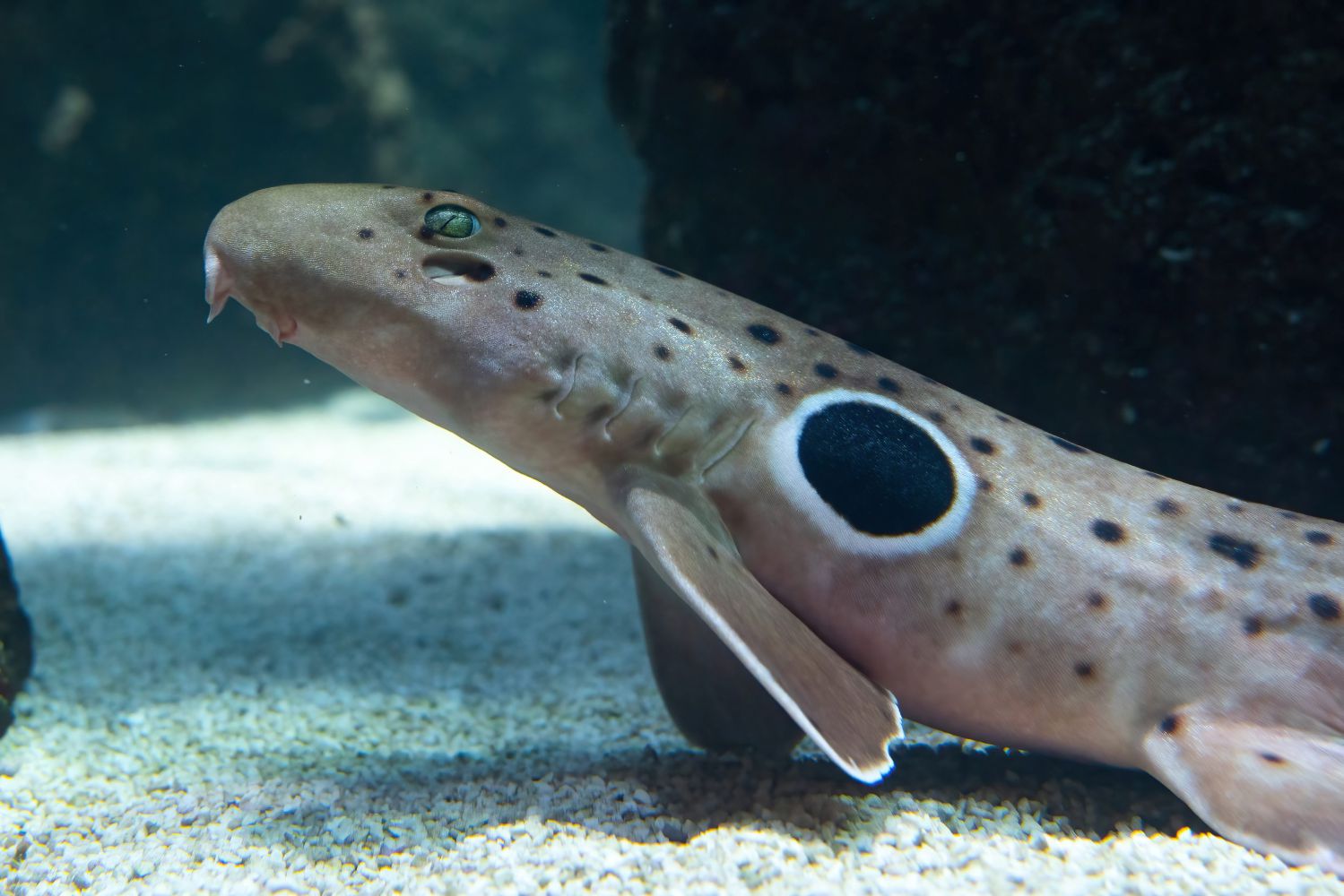 Epaulettenhaie verstecken ihre Eier und überlasse