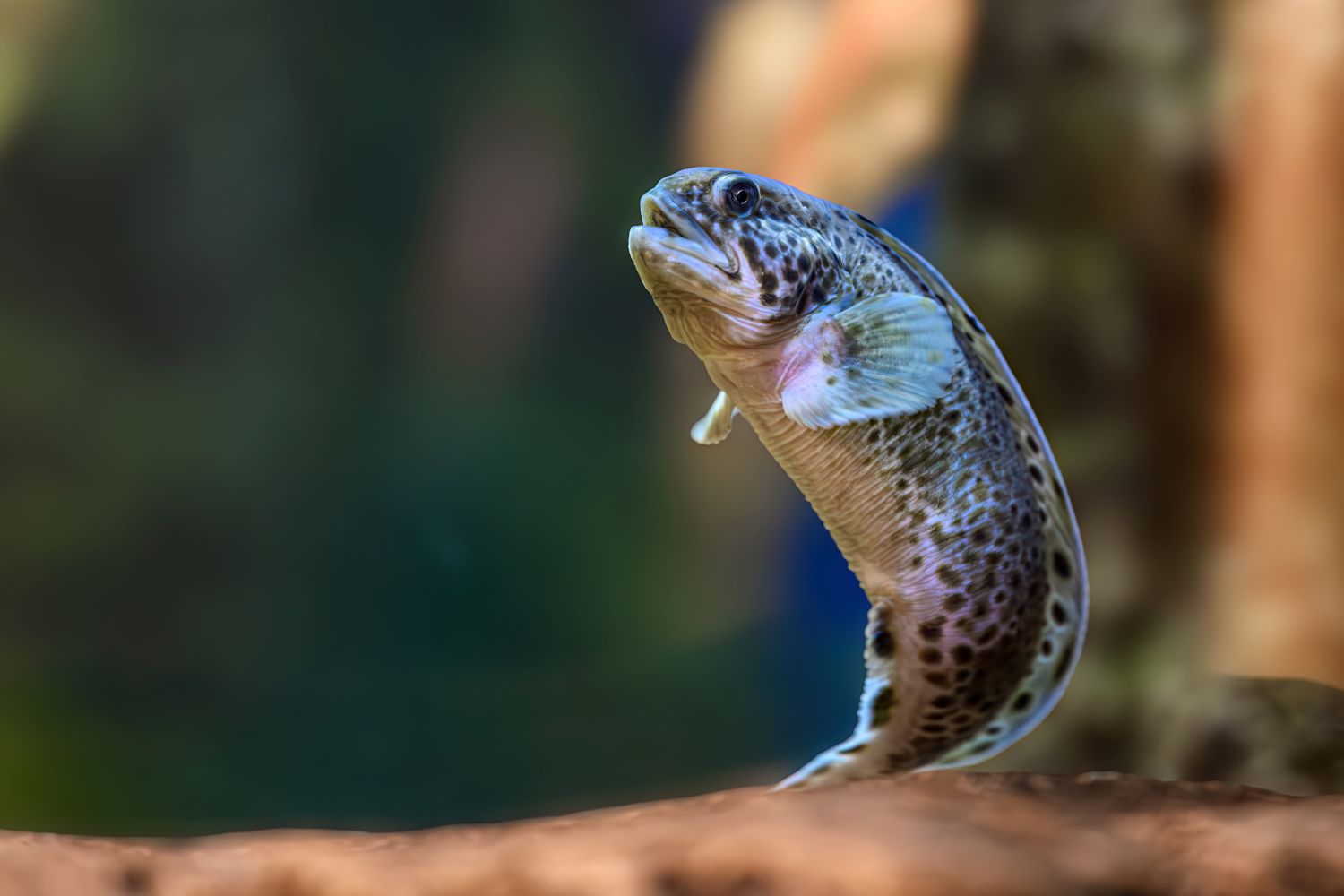 Die Seewölfe teilen sich das Becken mit den Riese