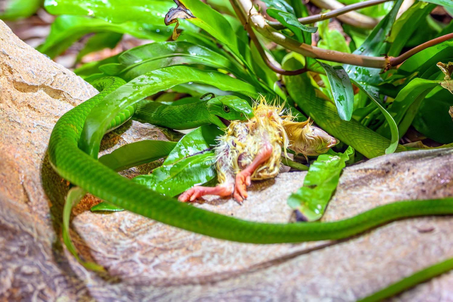 Seltener Schwarzkopf-Buschmeister im Haus des Meeres