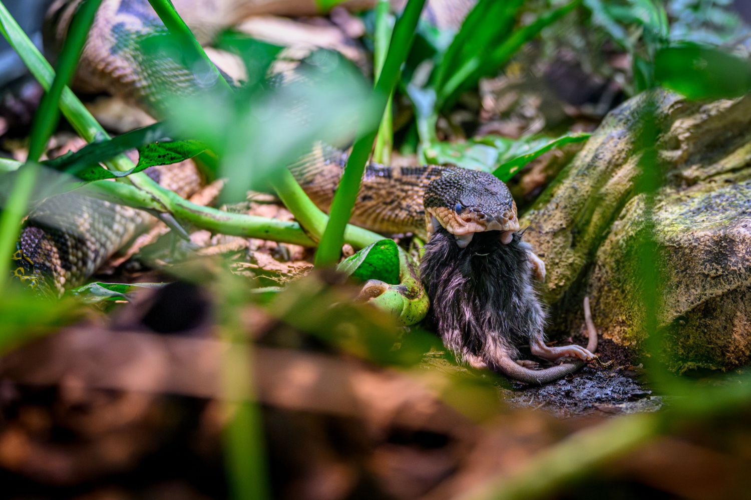...oder dem Schwarzkopf-Buschmeister erlaubt den B