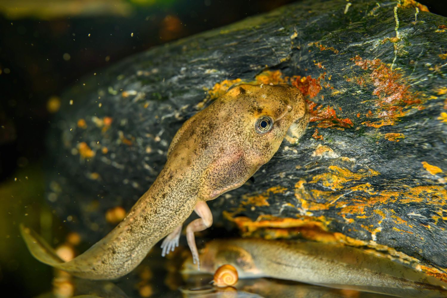 Noch hinter den Kulissen, werden Kaulquappen...