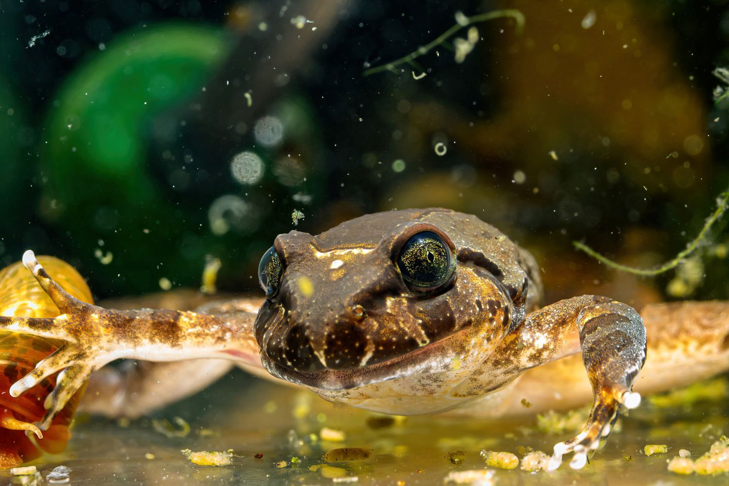 ...und Jungfrösche mit großer Sorgfalt aufgezoge