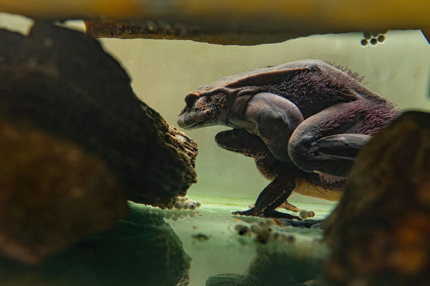 Sensation im Haus des Meeres: Welterstnachzucht des Haarfrosches gelungen