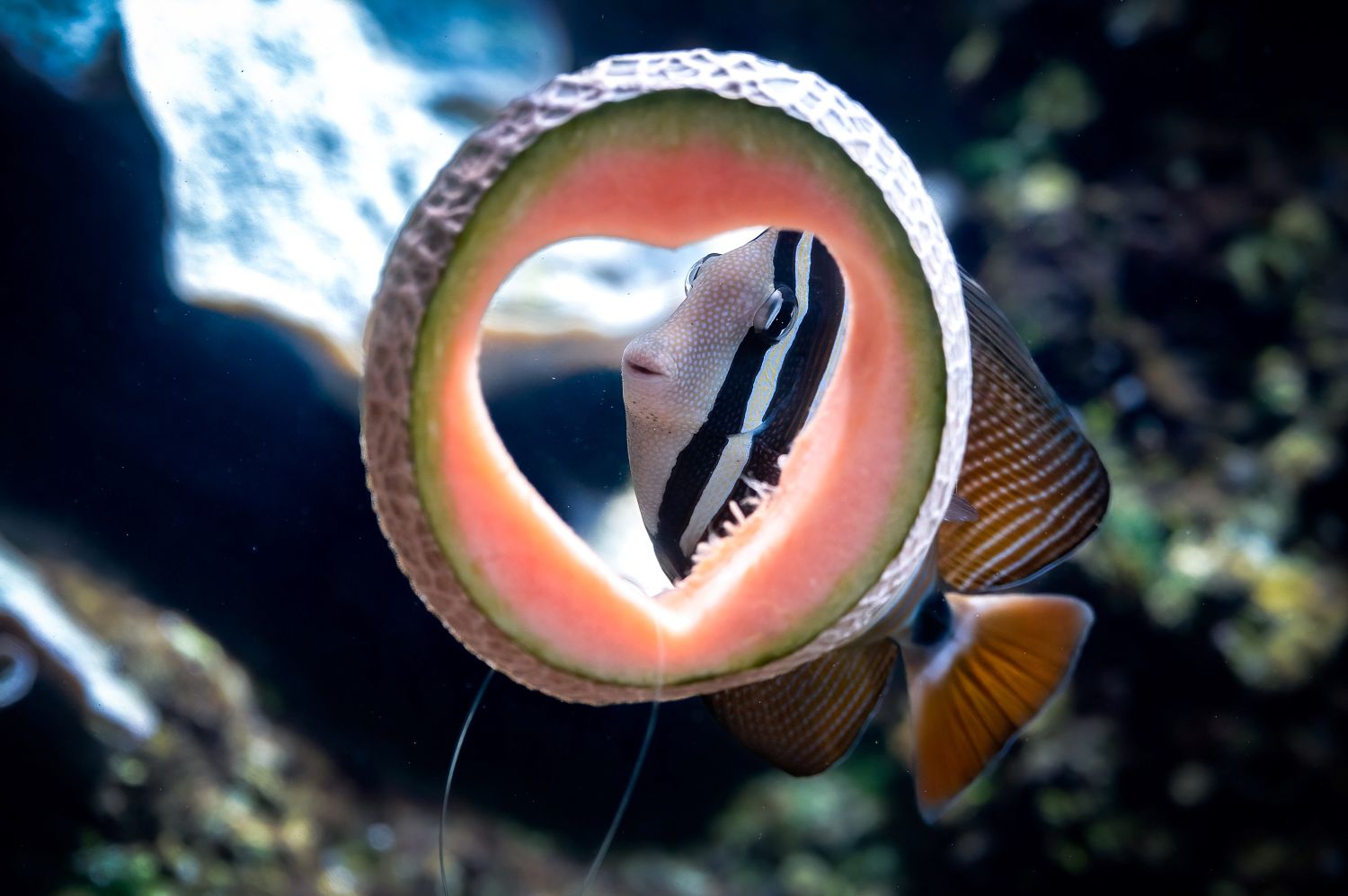 ... oder der Indische Segelflossendoktorfisch auf 