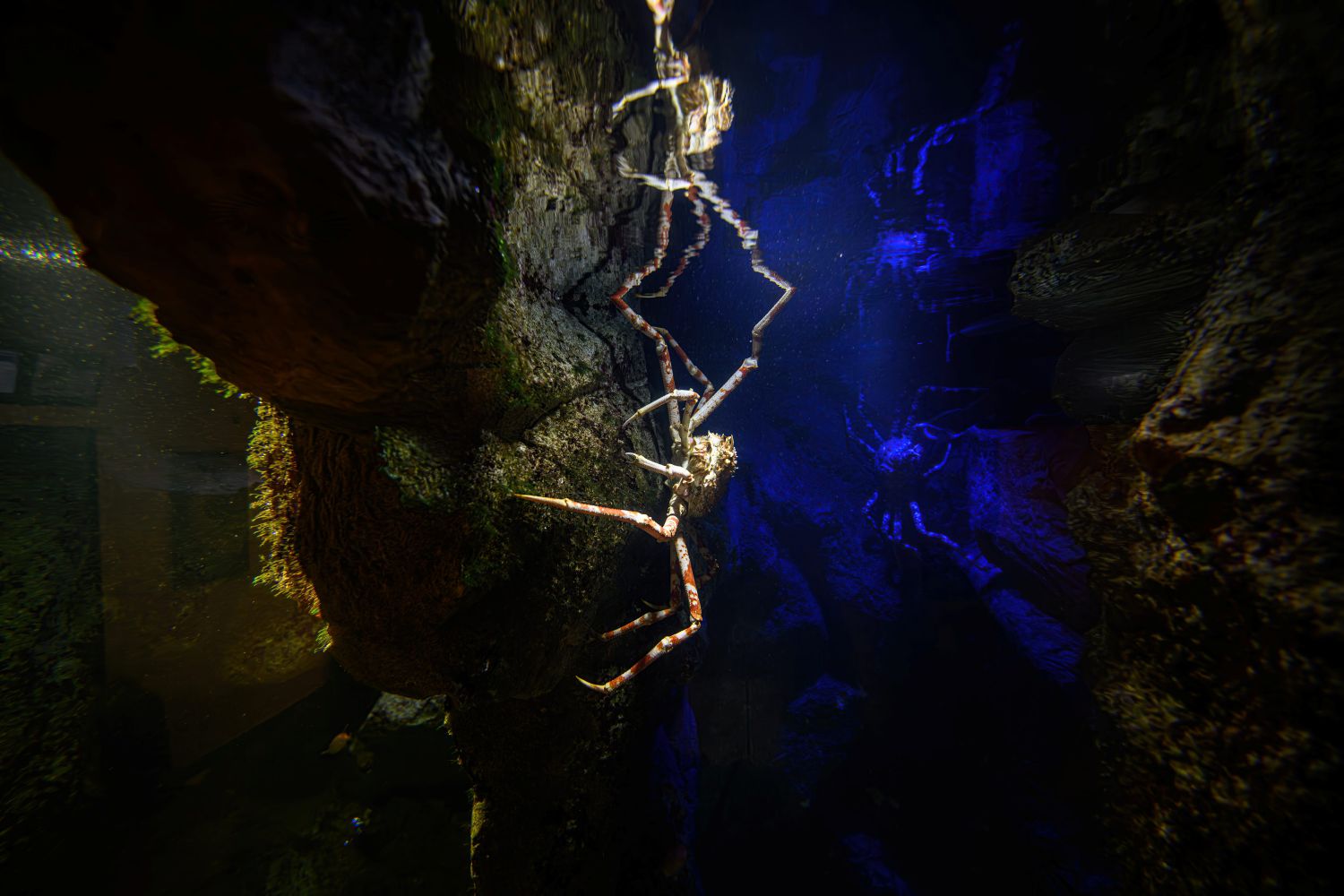 Der Name ist irreführend, denn die langen, dünne