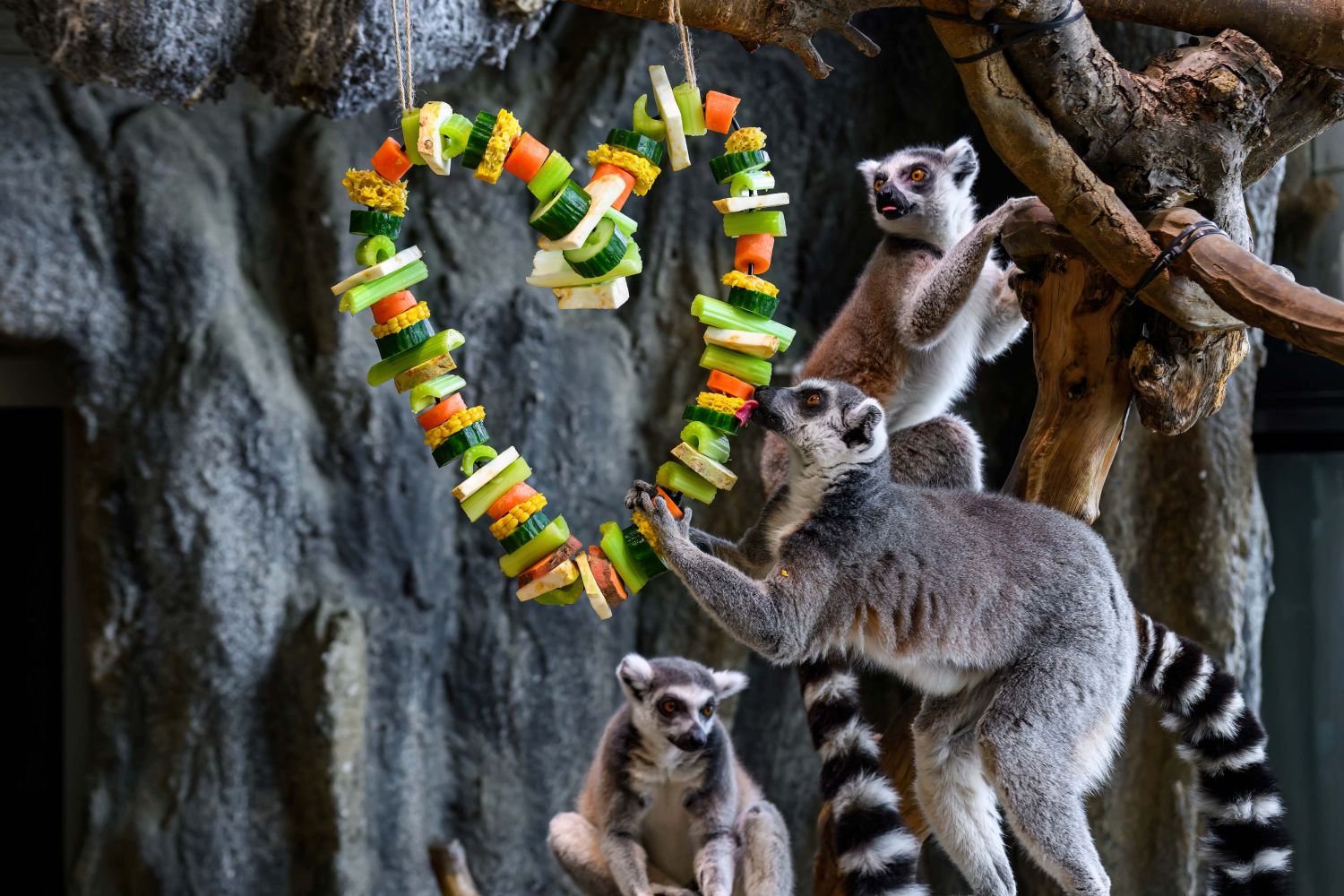 Tierisch verliebt - Valentinstag im Haus des Meeres