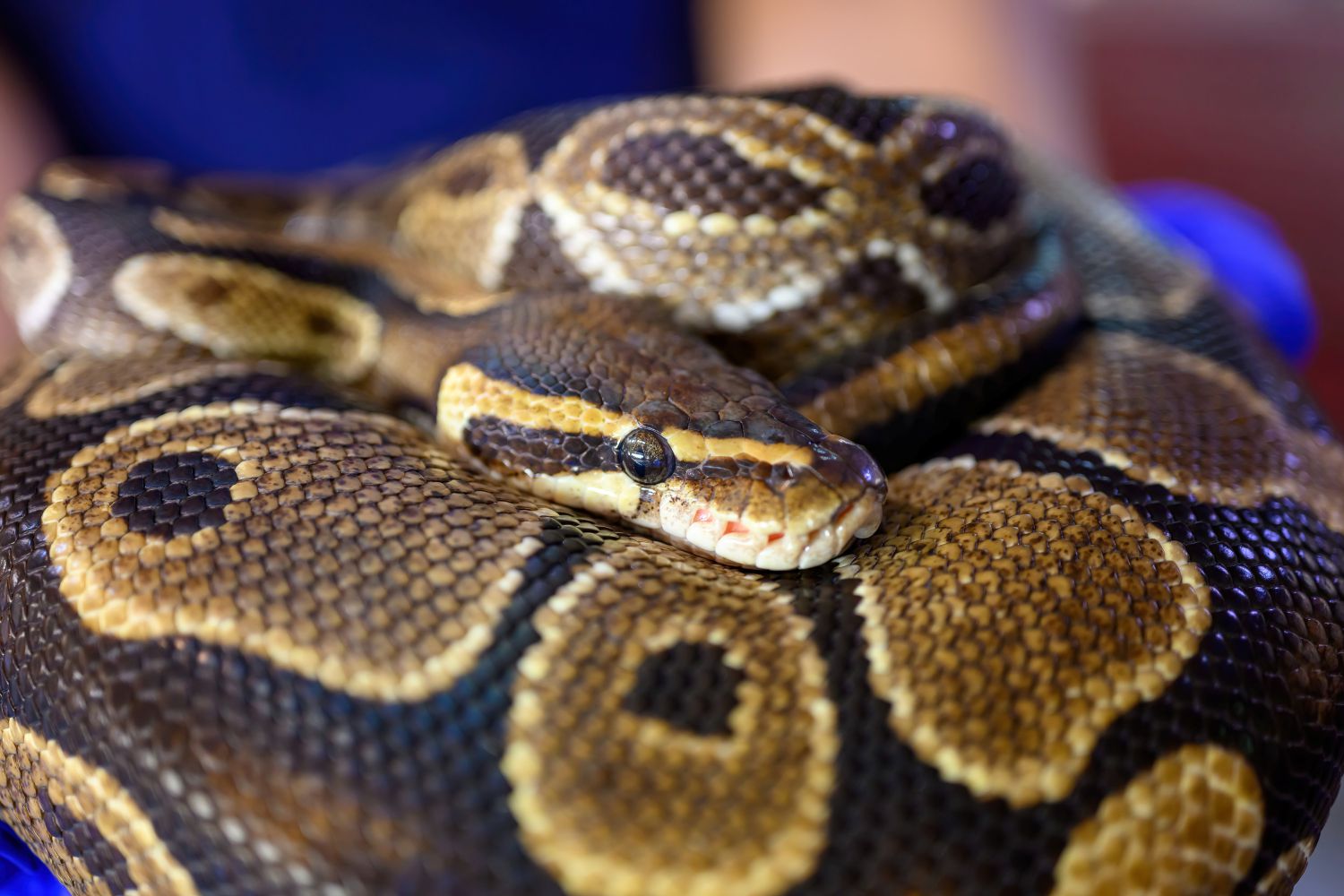 Ein Königspython in der Auffangstation