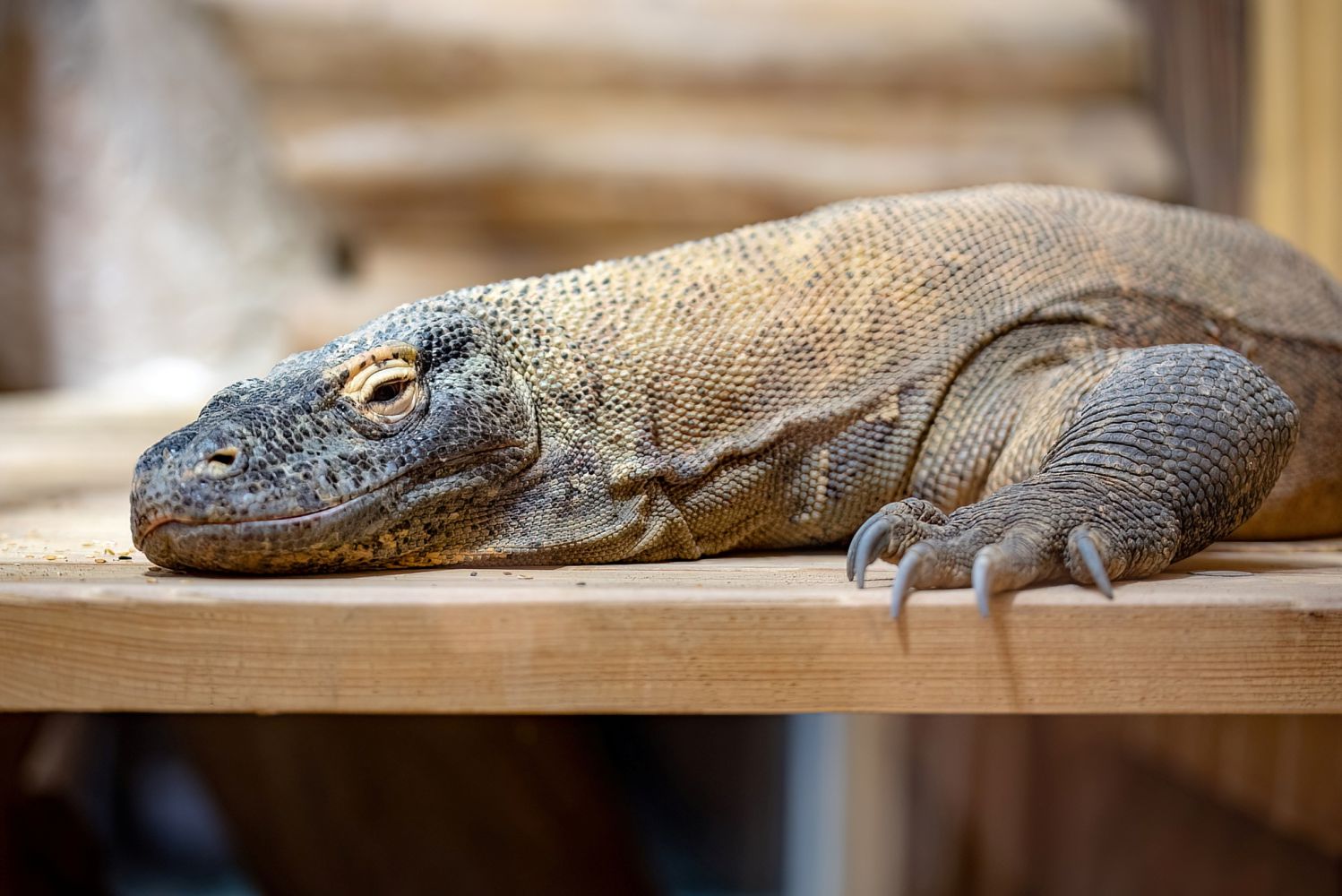 Hurricane, der Komodowaran bevorzugt das Solo-Lebe