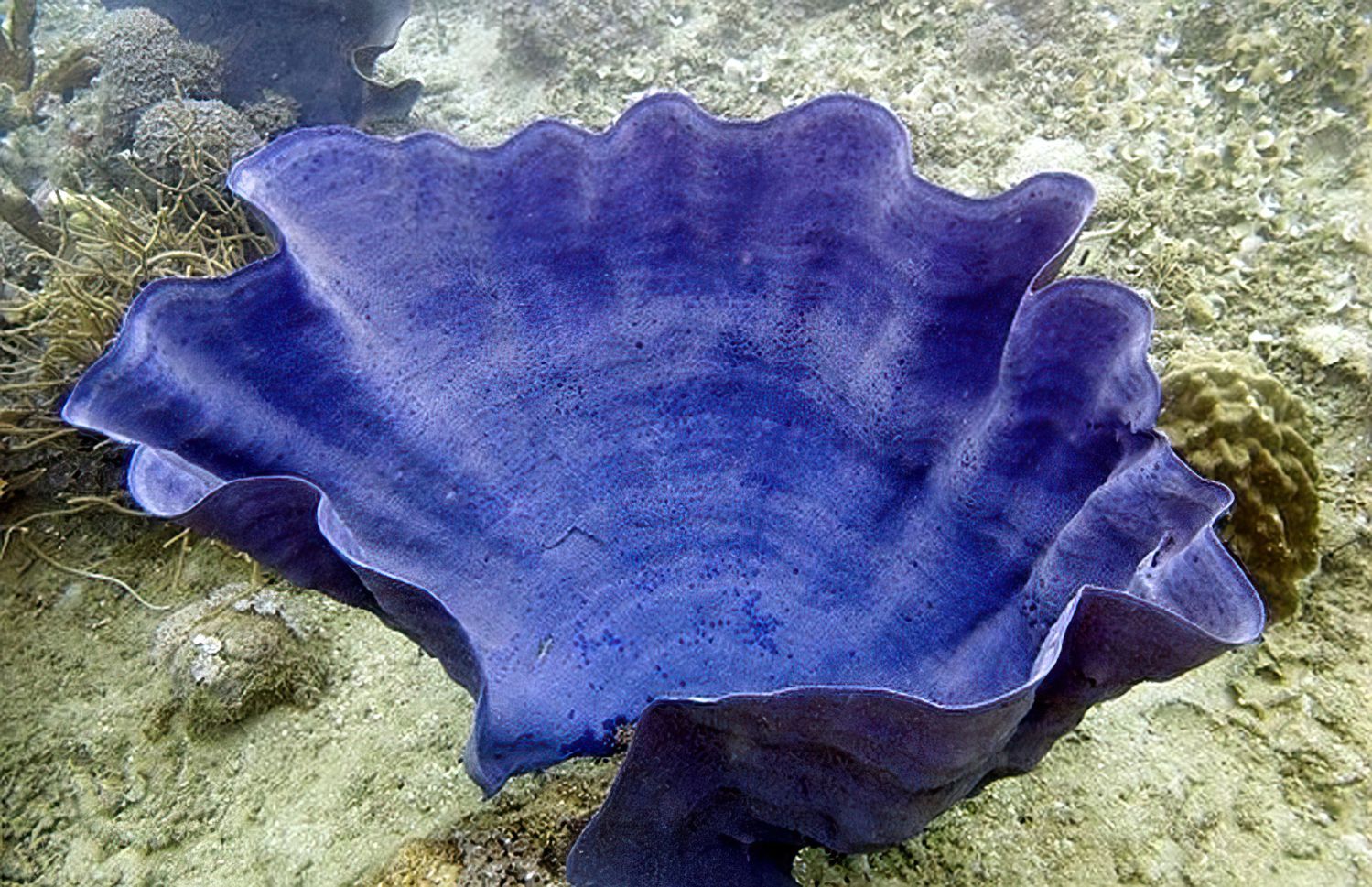 Um Tauchern den richtigen Umgang mit Korallen und 