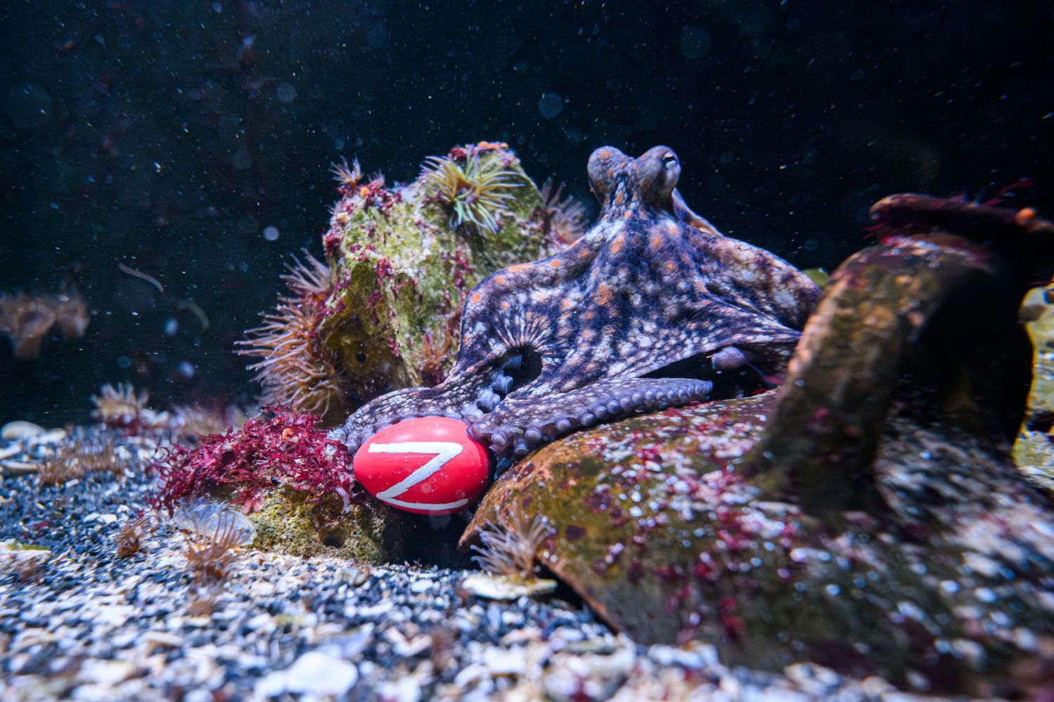 Bei den südamerikanischen Äffchen im Tropenhaus,