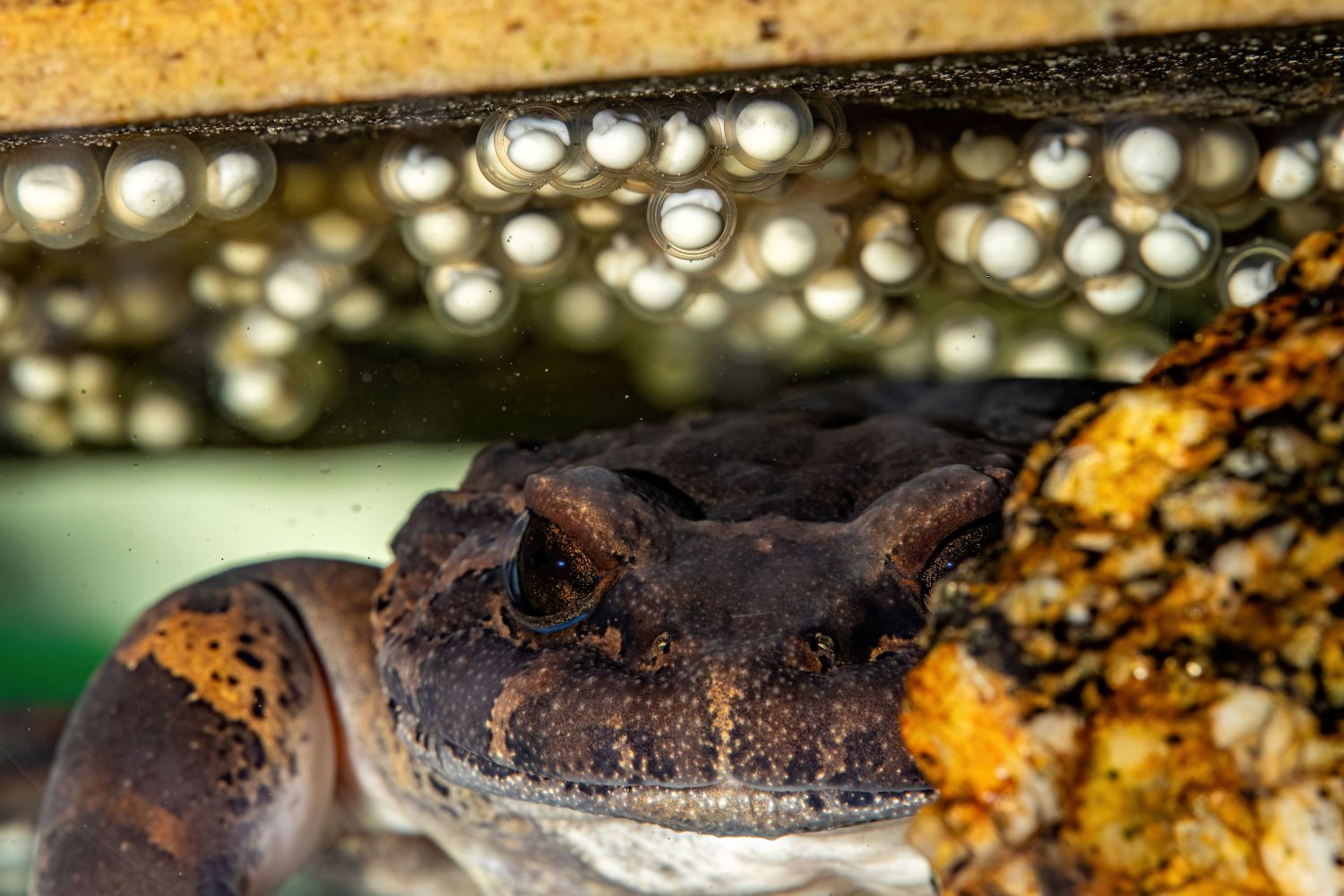 Das Männchen bewacht das wertvolle Gelege und ver