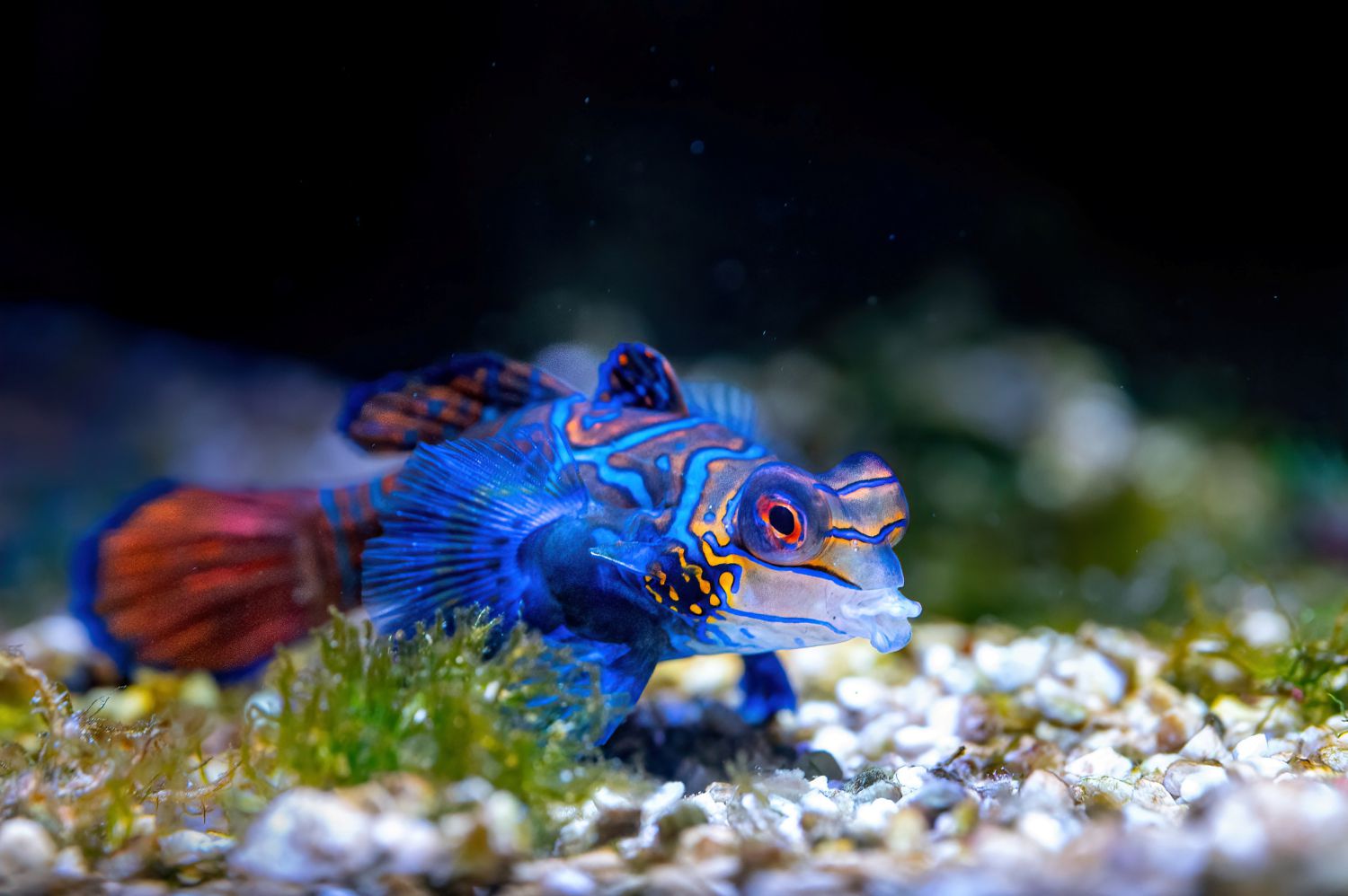 Der farbenfrohe Mandarinfisch signalisiert mit sei