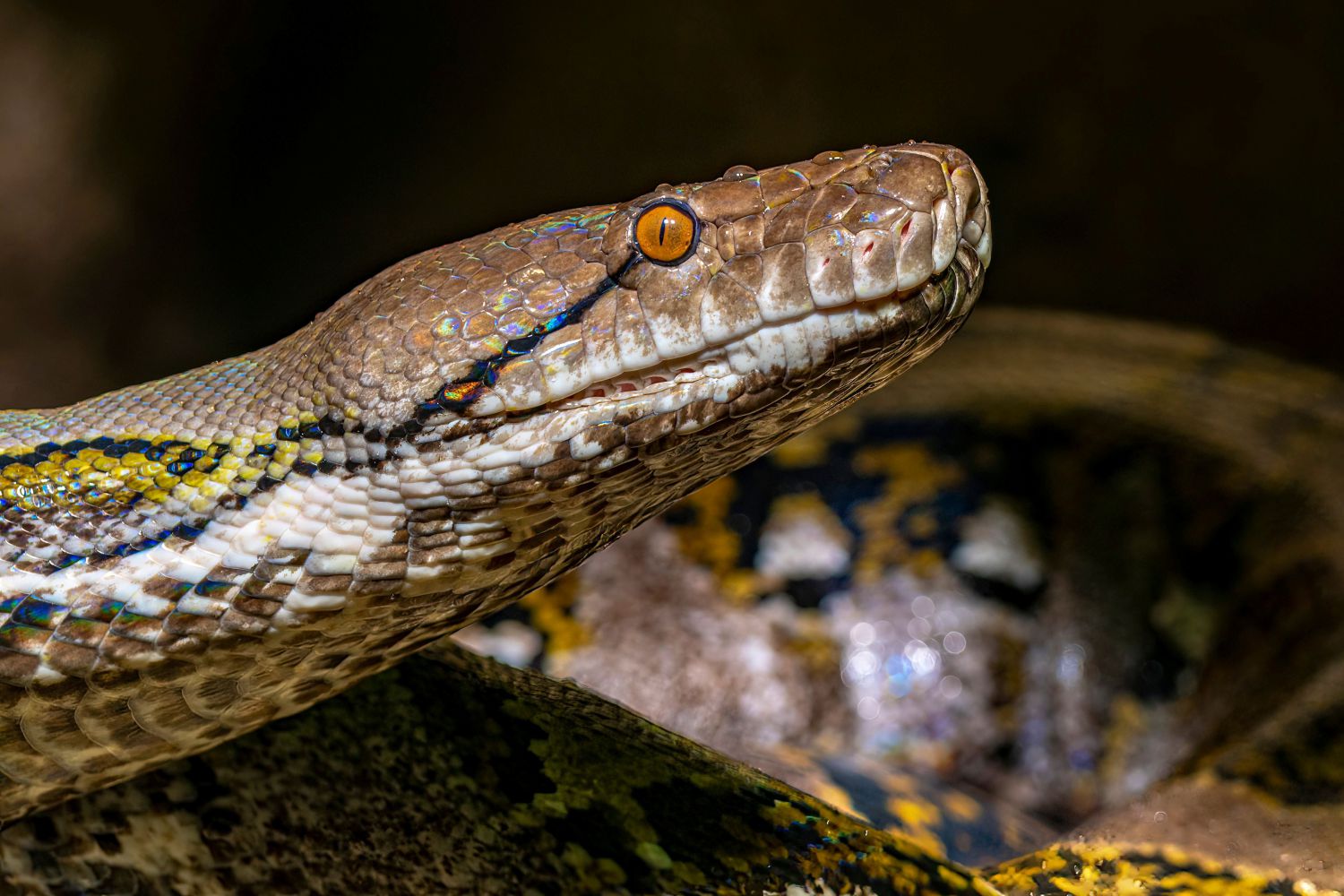 Netzpythons legen weichschalige Eier in eine Erdmu