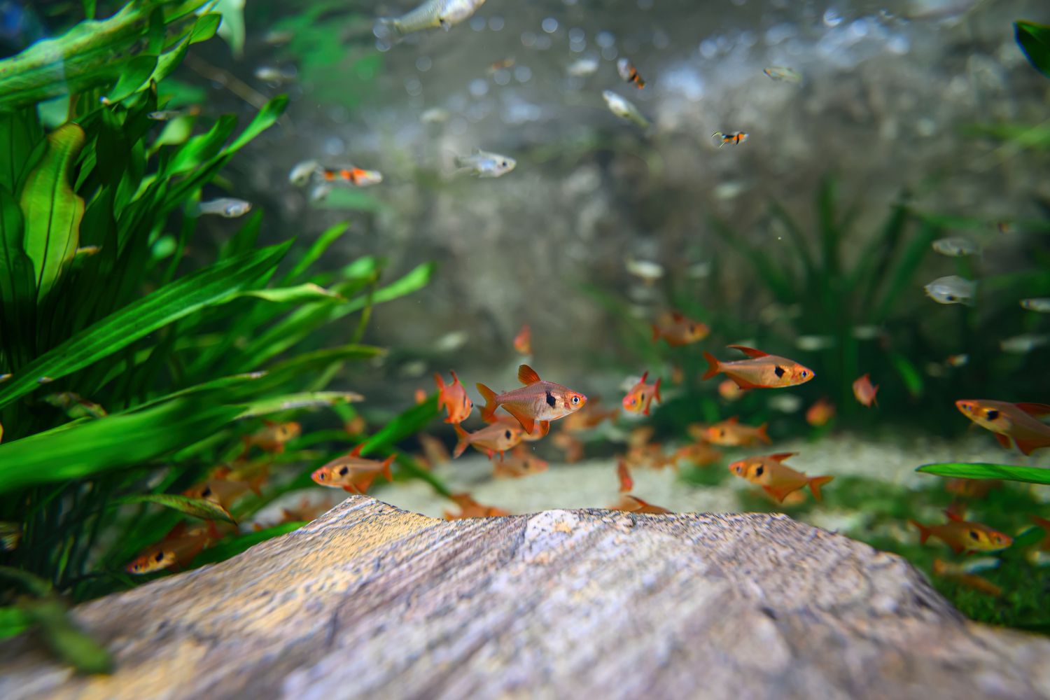 Beim Gewusel der Roten Phantomsalmler wird es scho