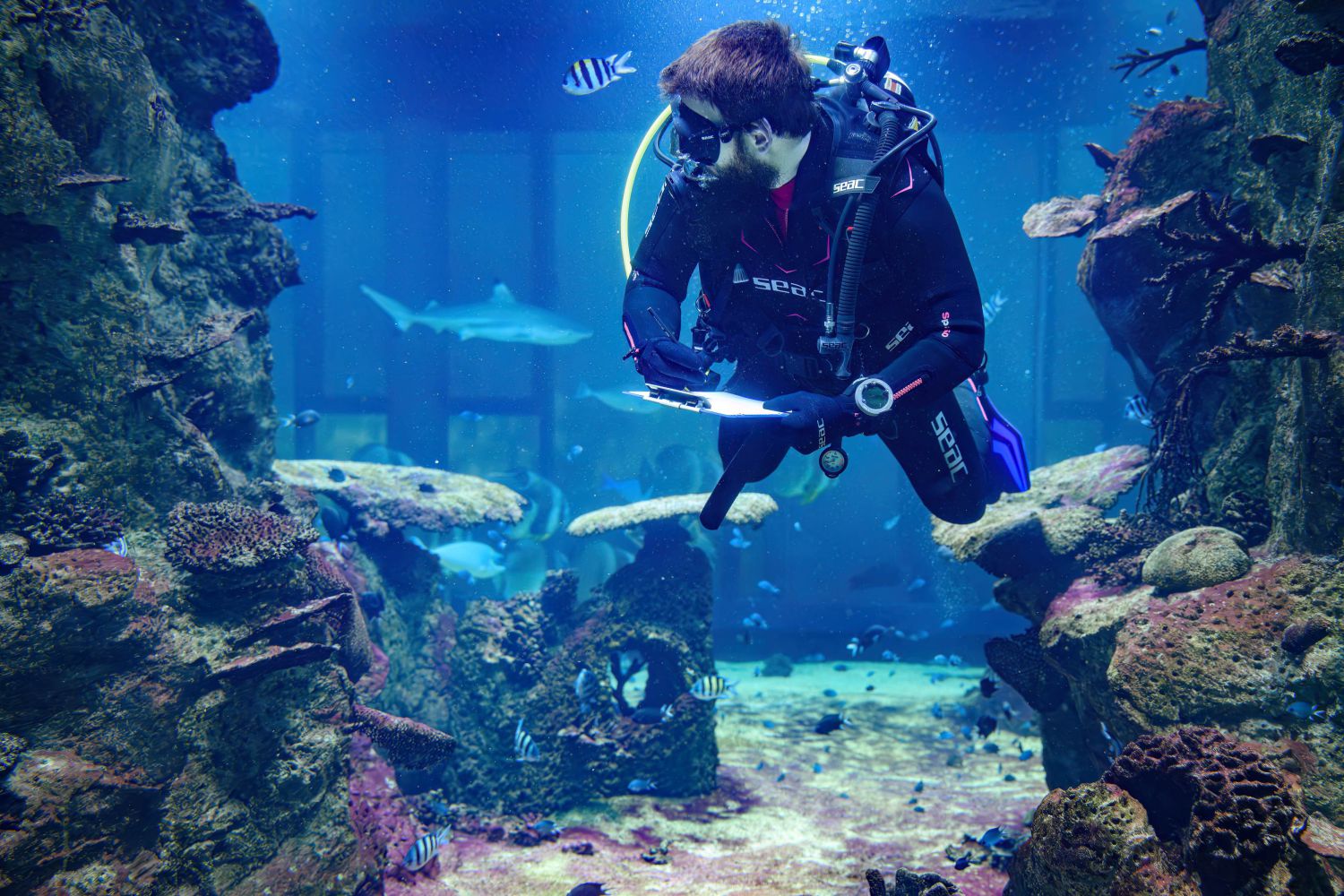 Beim Tauchen, mit den vielen verschiedenen Fischar