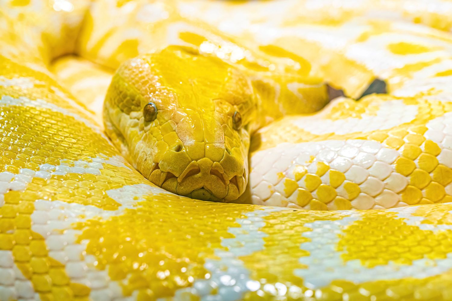 Tigerpython (rechts ein Tier mit Albinismus) und C