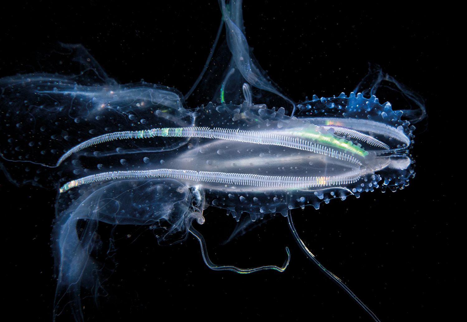 Manfred Wakolbinger Ctenophora, Leucothea multicor