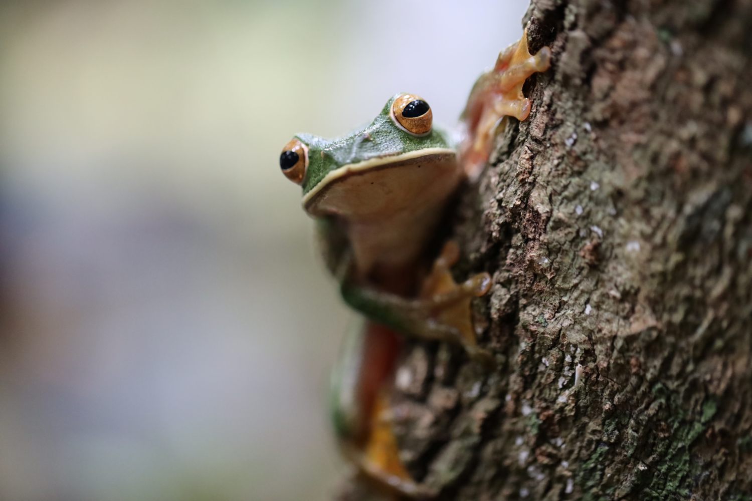 Ein Weißlippen-Madagaskarruderfrosch (Boophis alb
