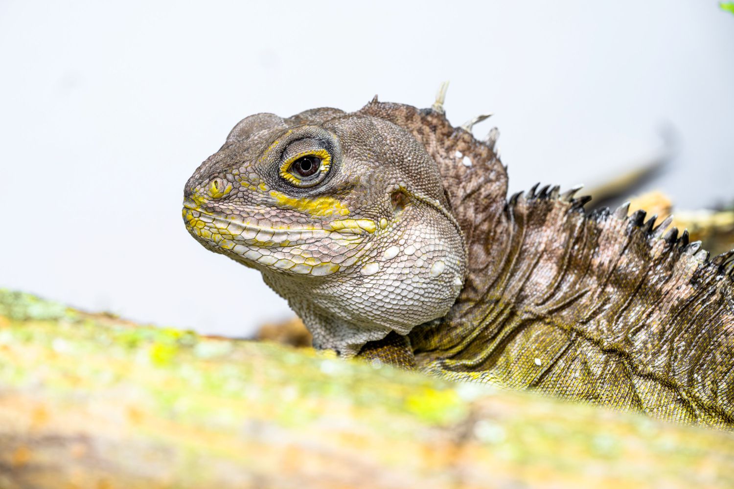 Die Winkelkopfagame ist bereit für eine zweite Ch