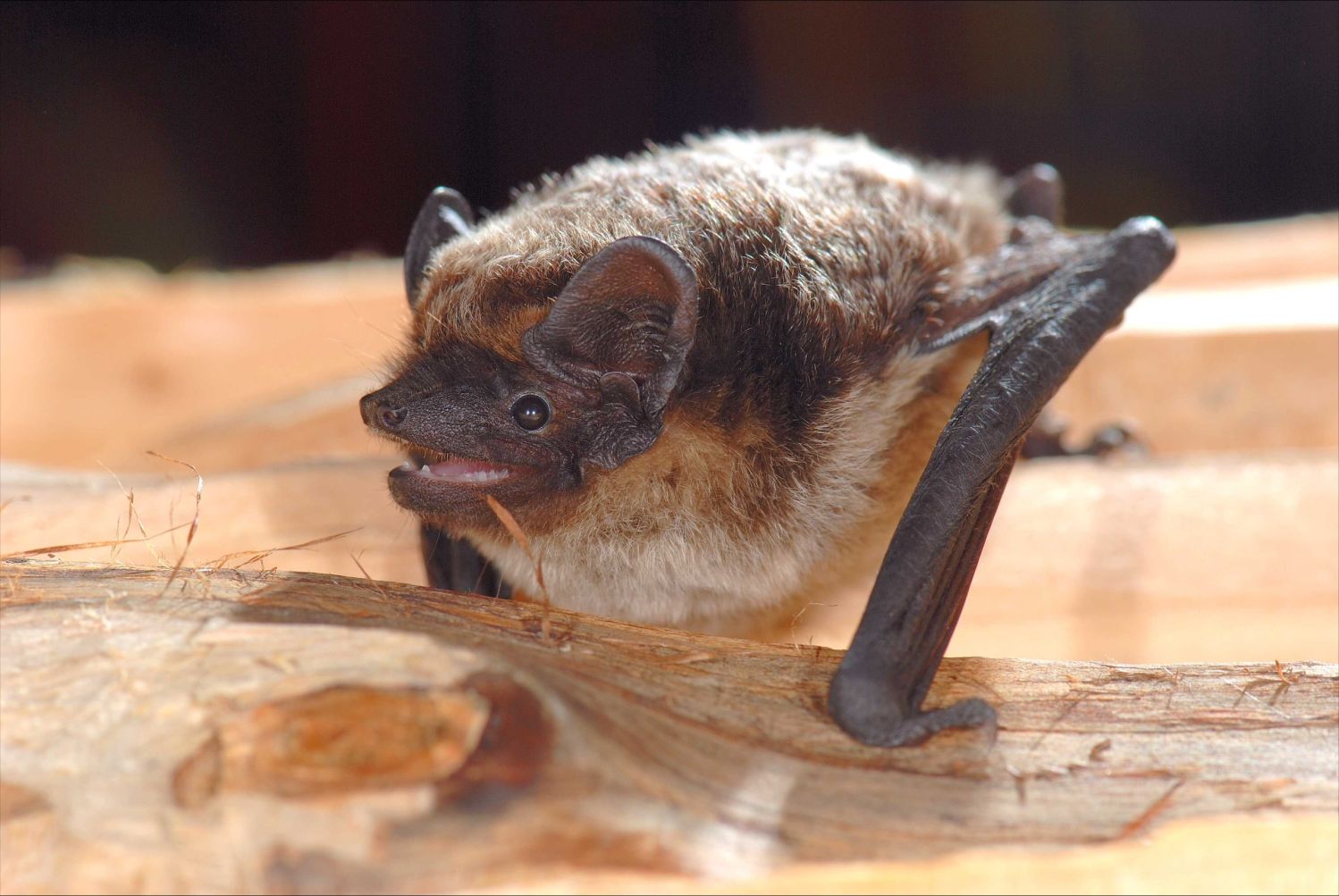 Zweifarbfledermaus (Vespertilio murinus) © W. For