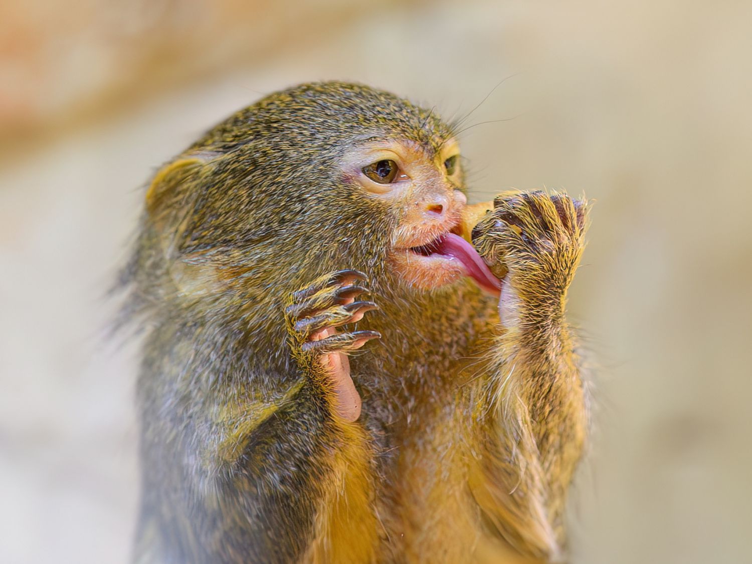Winzig, bedroht, faszinierend: Zwergseidenäffchen neu im Haus des Meeres
