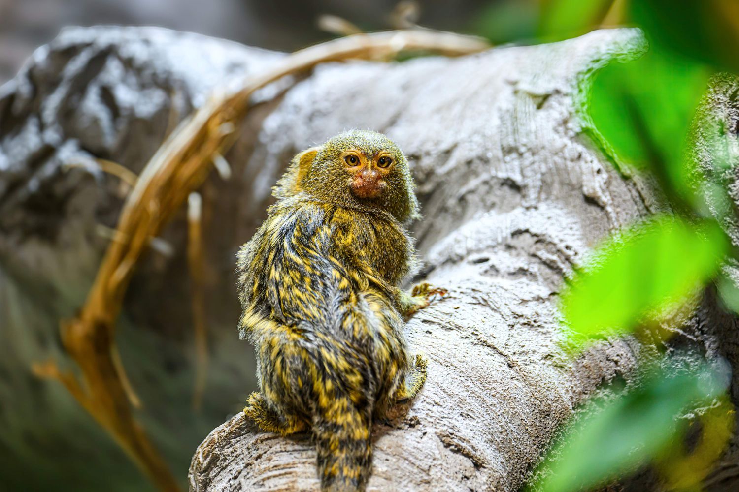 Männchen und Weibchen sind bei den Zwergseidenäf