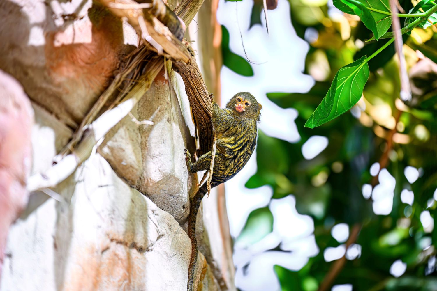 Der Schwanz ist bei diesen Affen sogar länger als