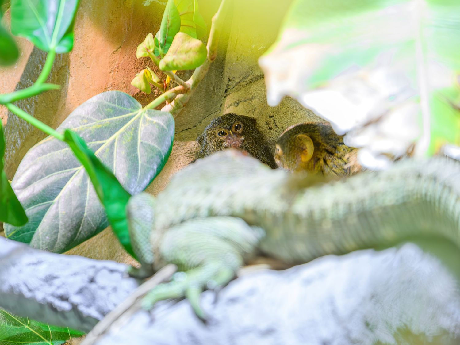 Das Zwergseidenäffchen-Paar hat keine Scheu vor d