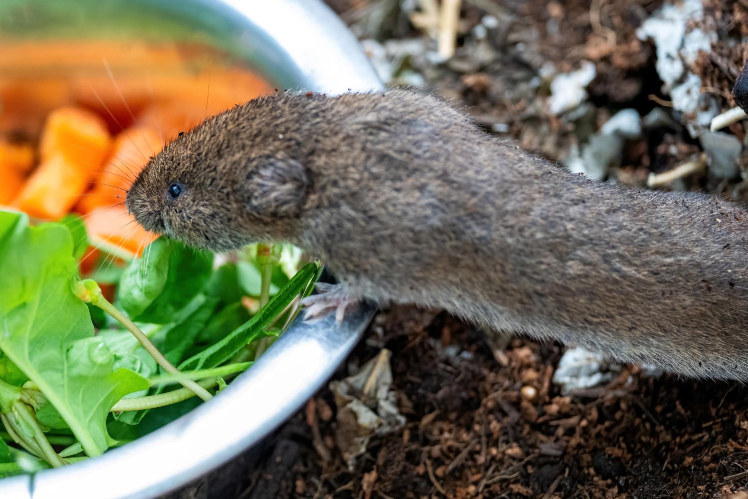 Wenn es ein Erfolg ist „nur“ vom Aussterben be