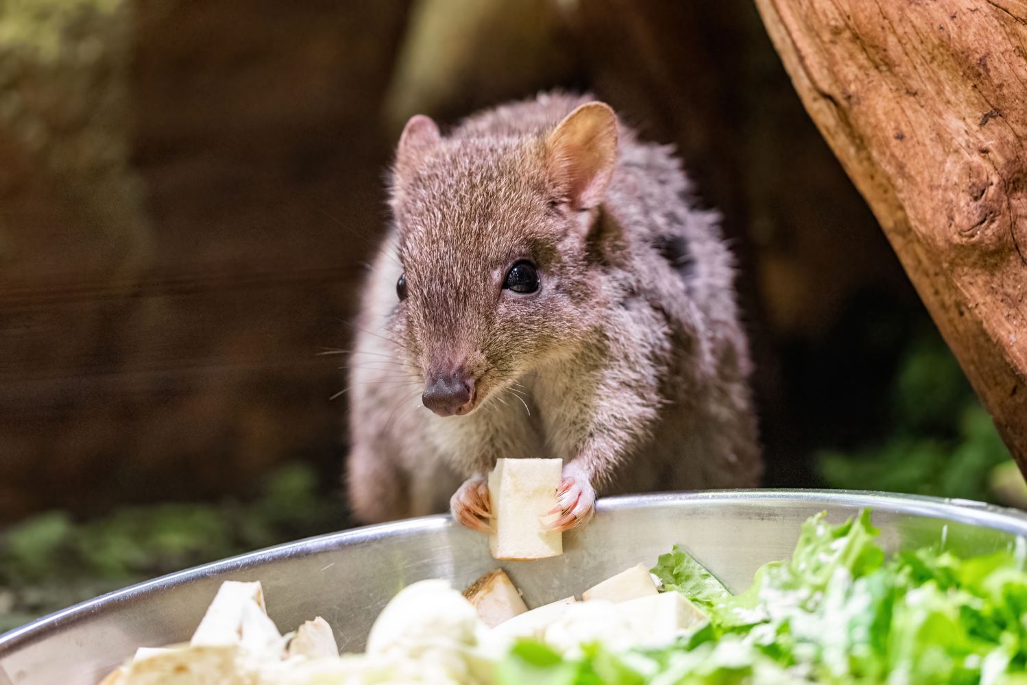 Am liebsten werden Pilze und Wurzelgemüse aus der